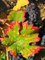 vignes (36).JPG